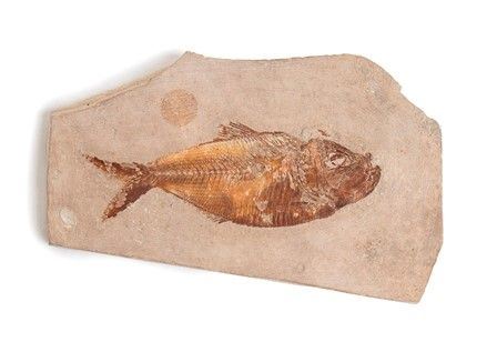 FOSSILE DI PESCE OSSEO DIPLOMYSTUS
Nord America, Eocene...  - Auction Monete e medaglie moderne Italiane ed Estere - Bertolami Fine Art - Casa d'Aste