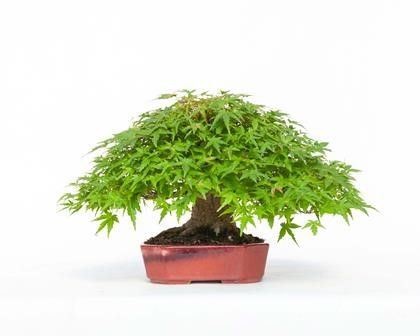 ACER PALMATUM VIRIDIS...  - Asta Arte Asiatica e Bonsai - Bertolami Fine Art - Casa d'Aste