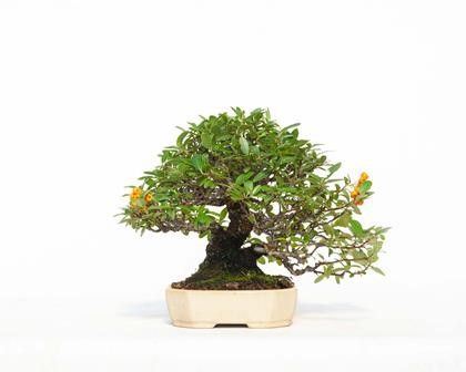 PYRACANTHA...  - Auction Arte Asiatica e Bonsai - Bertolami Fine Art - Casa d'Aste