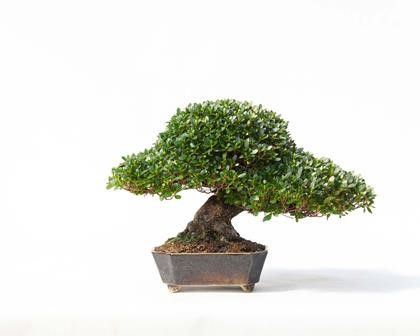 RHODENDRON INDICUM...  - Auction Arte Asiatica e Bonsai - Bertolami Fine Art - Casa d'Aste