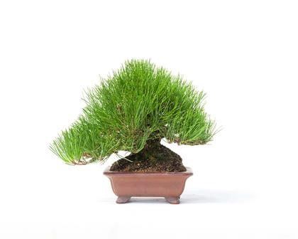 PINUS THUNBERGII...  - Auction Arte Asiatica e Bonsai - Bertolami Fine Art - Casa d'Aste