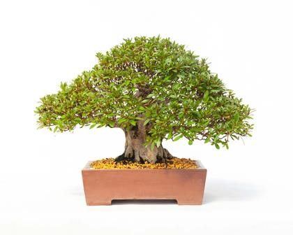 RHODODENDRON INDICUM...  - Asta Arte Asiatica e Bonsai - Bertolami Fine Art - Casa d'Aste