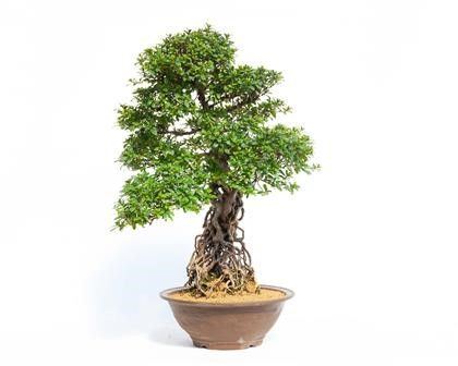 RHODODENDRON LATERITIUM/INDICUM...  - Auction Arte Asiatica e Bonsai - Bertolami Fine Art - Casa d'Aste