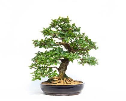 CARPINUS LAXIFLORA...  - Asta Arte Asiatica e Bonsai - Bertolami Fine Art - Casa d'Aste