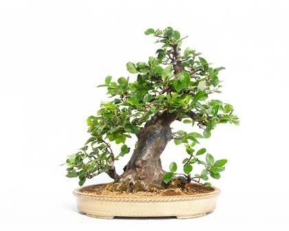 PSEUDOCYDONIA...  - Asta Arte Asiatica e Bonsai - Bertolami Fine Art - Casa d'Aste