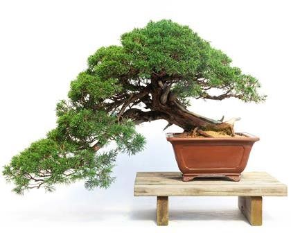 JUNIPERUS CHINENSIS...  - Asta Arte Asiatica e Bonsai - Bertolami Fine Art - Casa d'Aste