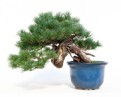 PINUS PENTAPHYLLA...