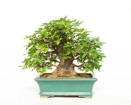 ACER BUERGERIANUM...  - Asta Arte Asiatica e Bonsai - Bertolami Fine Art - Casa d'Aste