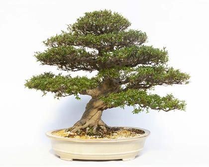 AZALEA VARIETÀ KINSAI...  - Auction Arte Asiatica e Bonsai - Bertolami Fine Art - Casa d'Aste