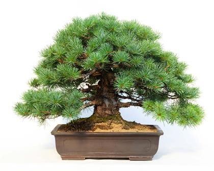 PINUS PENTAPHYLLA...