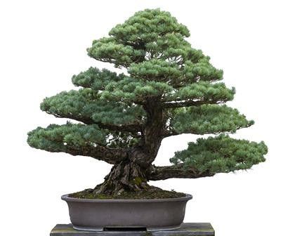 PINUS PENTAPHYLLA...  - Asta Arte Asiatica e Bonsai - Bertolami Fine Art - Casa d'Aste