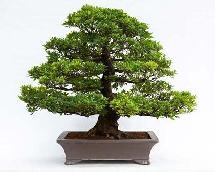 RHODODENDRON INDICUM VARIANTE KOKA...  - Auction Arte Asiatica e Bonsai - Bertolami Fine Art - Casa d'Aste