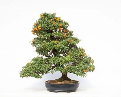 PYRACANTHA...  - Asta Arte Asiatica e Bonsai - Bertolami Fine Art - Casa d'Aste