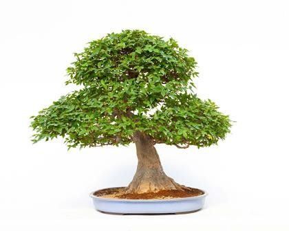 ACER BUERGERIANUM...  - Asta Arte Asiatica e Bonsai - Bertolami Fine Art - Casa d'Aste