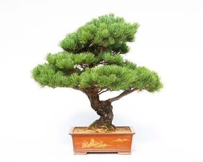 PINUS PENTAPHYLLA...