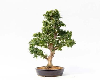 ACER PALMATUM SHISHIGASHIRA...  - Auction Arte Asiatica e Bonsai - Bertolami Fine Art - Casa d'Aste