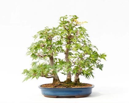 ACER PALMATUM VIRIDIS...