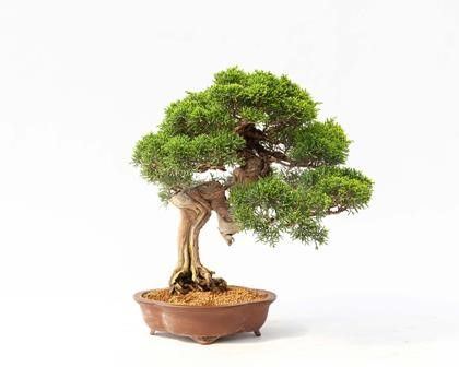 JUNIPERUS CHINENSIS...