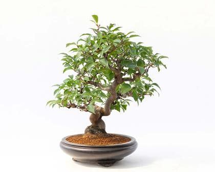 STYRAX JAPONICA...  - Asta Arte Asiatica e Bonsai - Bertolami Fine Art - Casa d'Aste