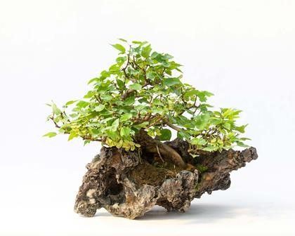 ACER BUERGERIANUM MIYASAMA YATSUBUSA...  - Auction Arte Asiatica e Bonsai - Bertolami Fine Art - Casa d'Aste