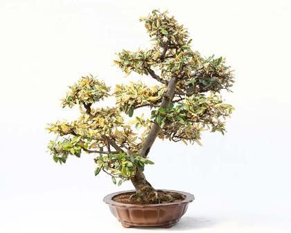 ELEAGNUS VARIEGATO...  - Asta Arte Asiatica e Bonsai - Bertolami Fine Art - Casa d'Aste