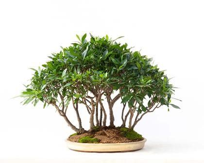 GARDENIA JASMINUM...  - Auction Arte Asiatica e Bonsai - Bertolami Fine Art - Casa d'Aste