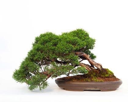 JUNIPERUS CHINENSIS...  - Asta Arte Asiatica e Bonsai - Bertolami Fine Art - Casa d'Aste