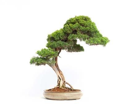 JUNIPERUS CHINENSIS...