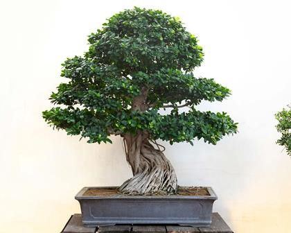 FICUS THAILANDESE...  - Auction Arte Asiatica e Bonsai - Bertolami Fine Art - Casa d'Aste