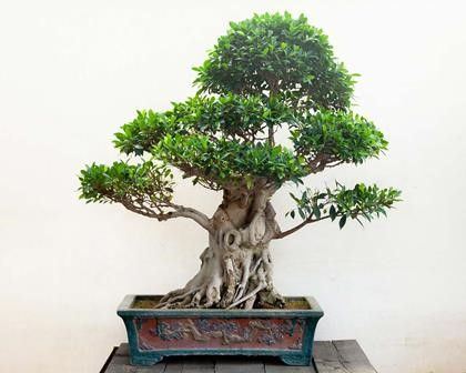 FICUS RETUSA...  - Auction Arte Asiatica e Bonsai - Bertolami Fine Art - Casa d'Aste