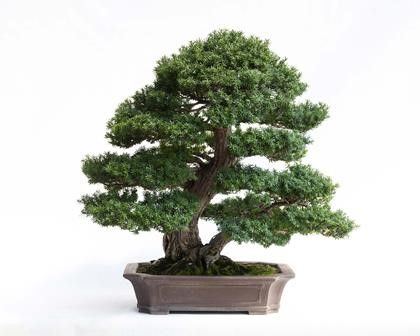 TAXUS CUSPIDATA...  - Auction Arte Asiatica e Bonsai - Bertolami Fine Art - Casa d'Aste