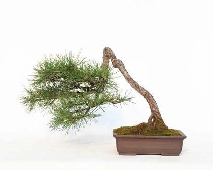 PINUS SYLVESTRIS...