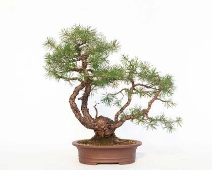 PINUS SYLVESTRIS...  - Auction Arte Asiatica e Bonsai - Bertolami Fine Art - Casa d'Aste