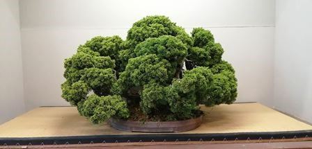 GINEPRO KABUDACHI...  - Auction Arte Asiatica e Bonsai - Bertolami Fine Art - Casa d'Aste