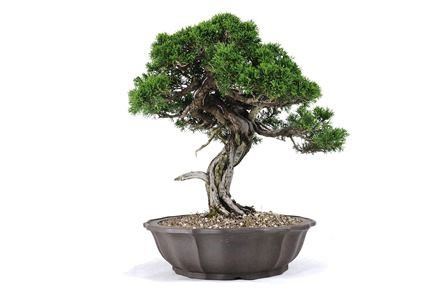 JUNIPERUS ITOIGAWA...  - Asta Arte Asiatica e Bonsai - Bertolami Fine Art - Casa d'Aste