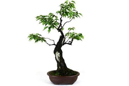 PRUNUS MUME...  - Auction Arte Asiatica e Bonsai - Bertolami Fine Art - Casa d'Aste