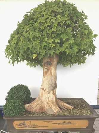 ACER BUERGERIANUM...  - Asta Arte Asiatica e Bonsai - Bertolami Fine Art - Casa d'Aste