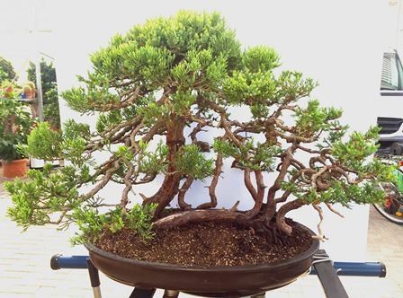 JUNIPERUS SAN JOSÈ...  - Auction Arte Asiatica e Bonsai - Bertolami Fine Art - Casa d'Aste