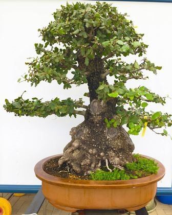 QUERCUS ILEX...  - Auction Arte Asiatica e Bonsai - Bertolami Fine Art - Casa d'Aste