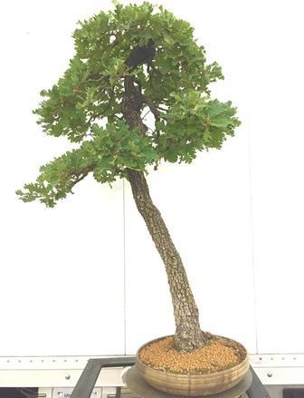 QUERCUS PUBESCENS...  - Asta Arte Asiatica e Bonsai - Bertolami Fine Art - Casa d'Aste