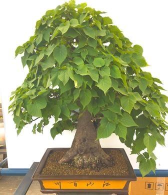 TIGLIA CORDATA...  - Asta Arte Asiatica e Bonsai - Bertolami Fine Art - Casa d'Aste