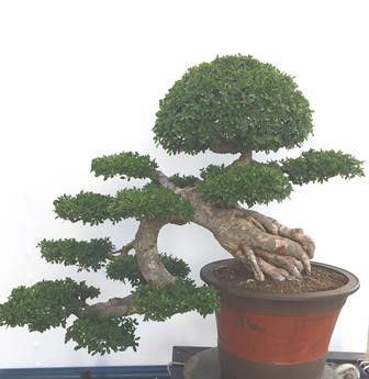 ZELKOVA NIRE...  - Asta Arte Asiatica e Bonsai - Bertolami Fine Art - Casa d'Aste