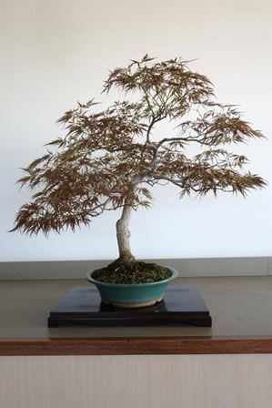 ACER PALMATUM DISSECTUM ...