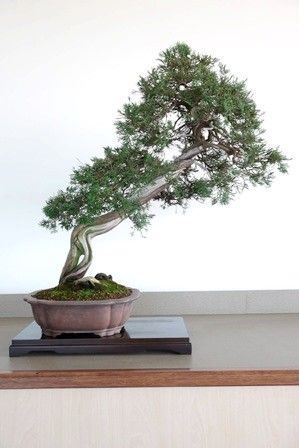 JUNIPERUS SARGENTII ...  - Auction Arte Asiatica e Bonsai - Bertolami Fine Art - Casa d'Aste