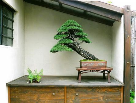 PINO SILVESTRE YAMADORI...  - Auction Arte Asiatica e Bonsai - Bertolami Fine Art - Casa d'Aste