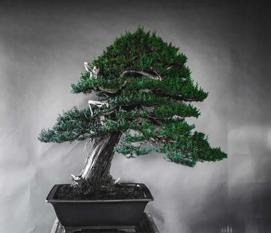 CUPRESSUS SEMPERVIRENS...  - Auction Arte Asiatica e Bonsai - Bertolami Fine Art - Casa d'Aste