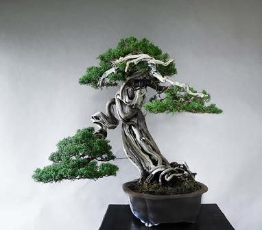 JUNIPERUS CHINENSIS VARIETÀ ITOIGAWA...  - Auction Arte Asiatica e Bonsai - Bertolami Fine Art - Casa d'Aste