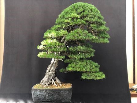 PINO SILVESTRE ...  - Auction Arte Asiatica e Bonsai - Bertolami Fine Art - Casa d'Aste