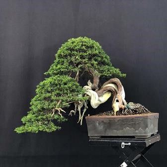 GINEPRO SABINA...  - Asta Arte Asiatica e Bonsai - Bertolami Fine Art - Casa d'Aste