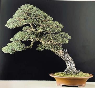 TSUGA SIEBOLDII...  - Asta Arte Asiatica e Bonsai - Bertolami Fine Art - Casa d'Aste